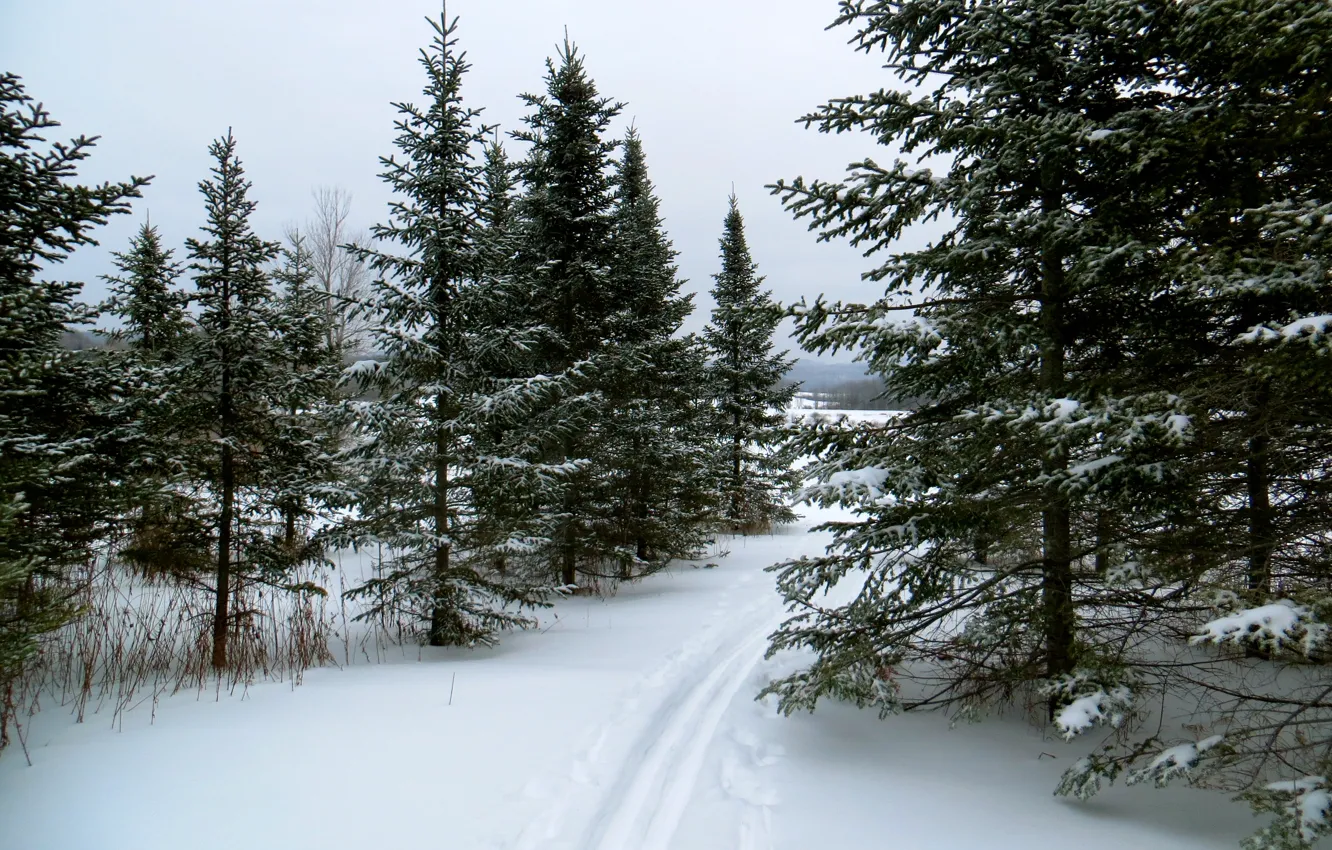 Фото обои зима, лес, снег, природа, лыжня