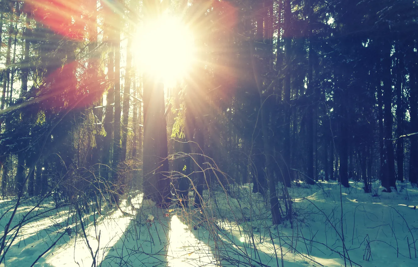 Фото обои зима, снег, солнечные лучи, зимний лес, солнце.деревья