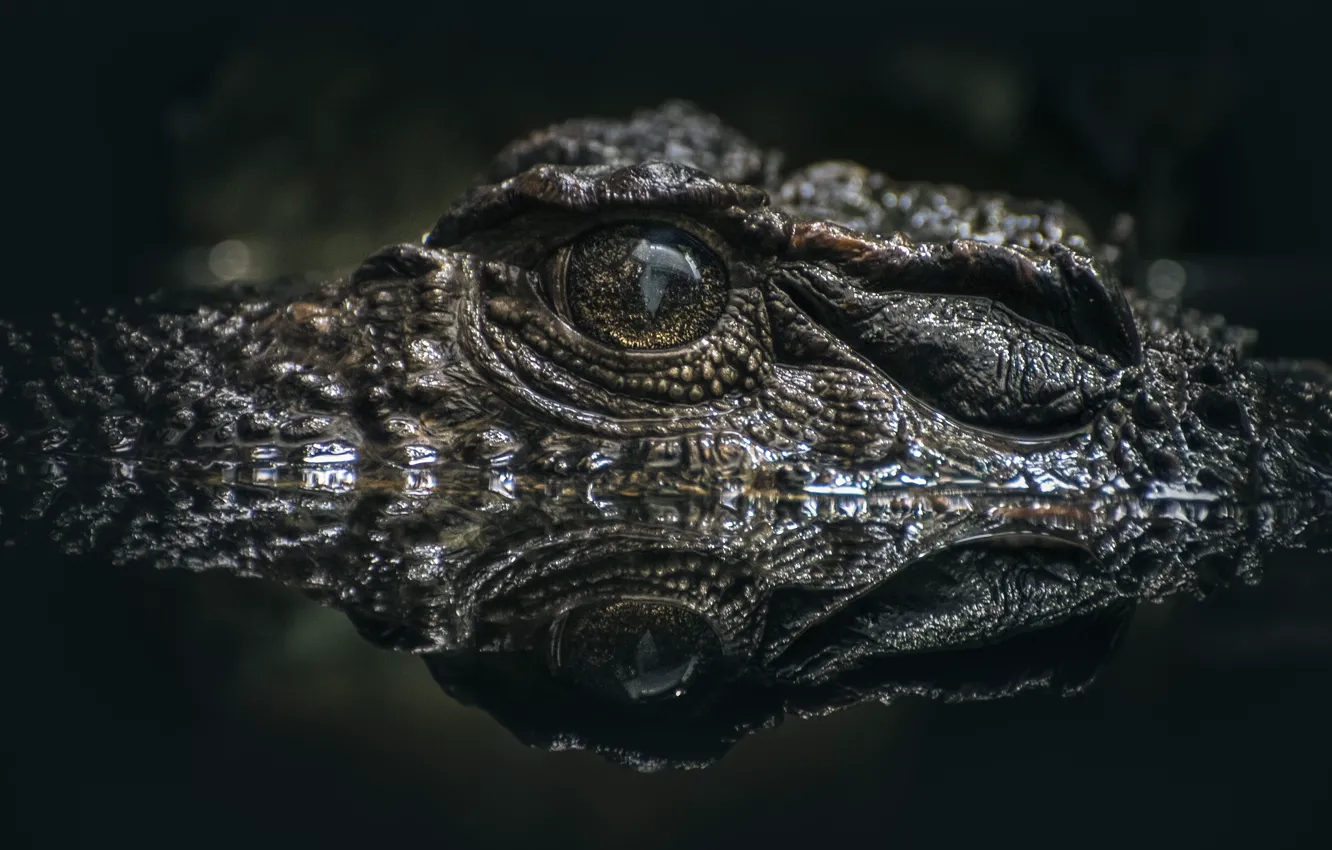Фото обои Crocodile, Croc, Lurking, Alligator eye on water