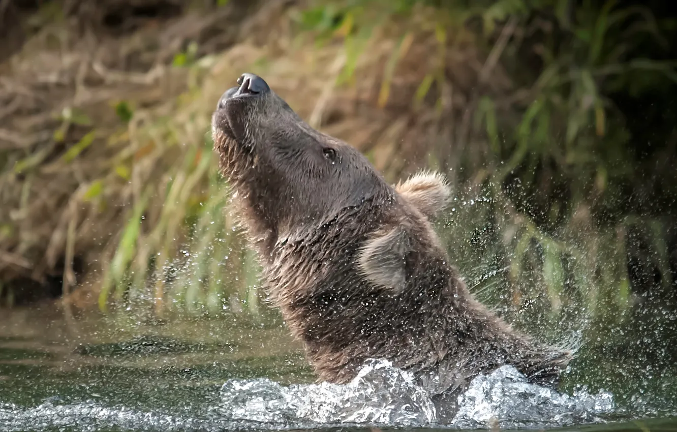 Фото обои вода, природа, медведь