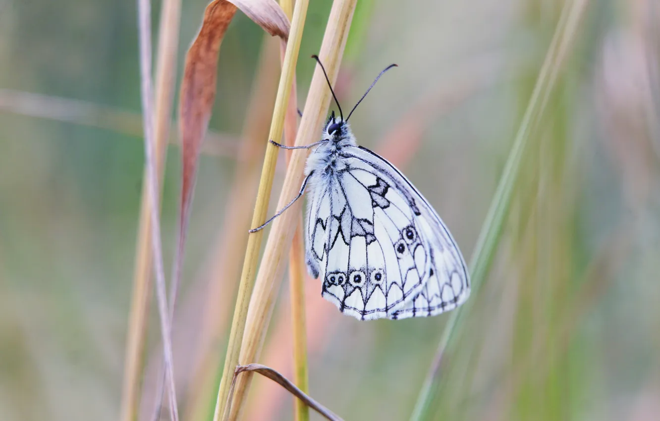 Фото обои butterfly, delicate, insect