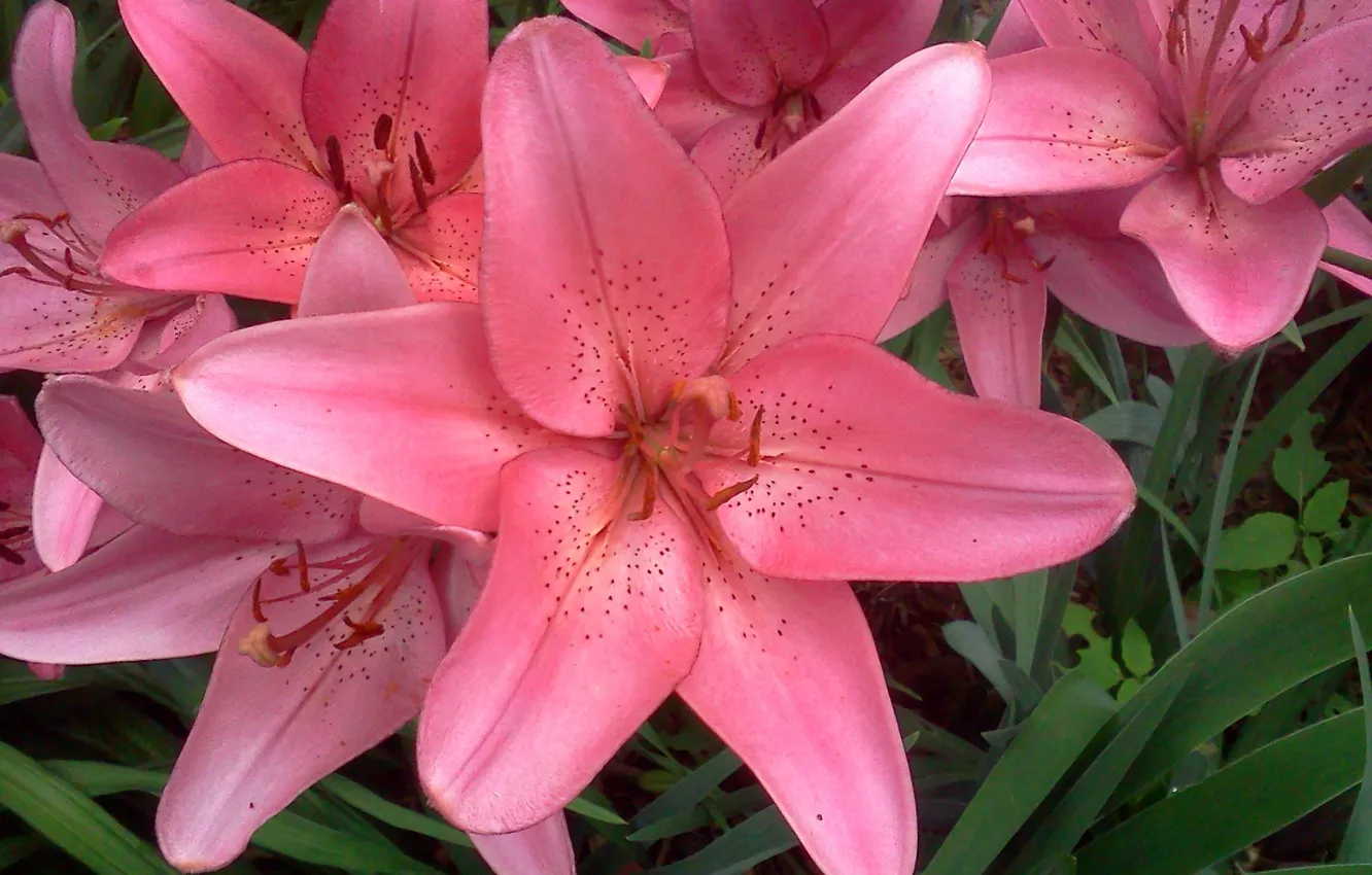 Фото обои лилии, розовые, pink, Lily