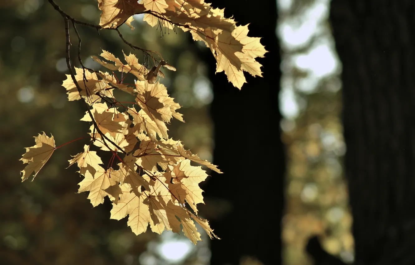 Фото обои лист, парк, настроение, Осень, GAlex