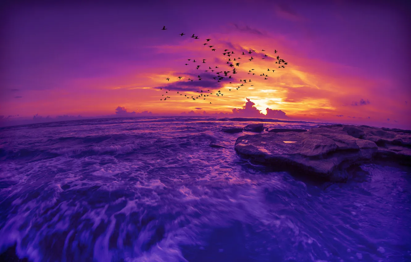 Фото обои море, фиолетовый, небо, облака, полет, пейзаж, закат, птицы