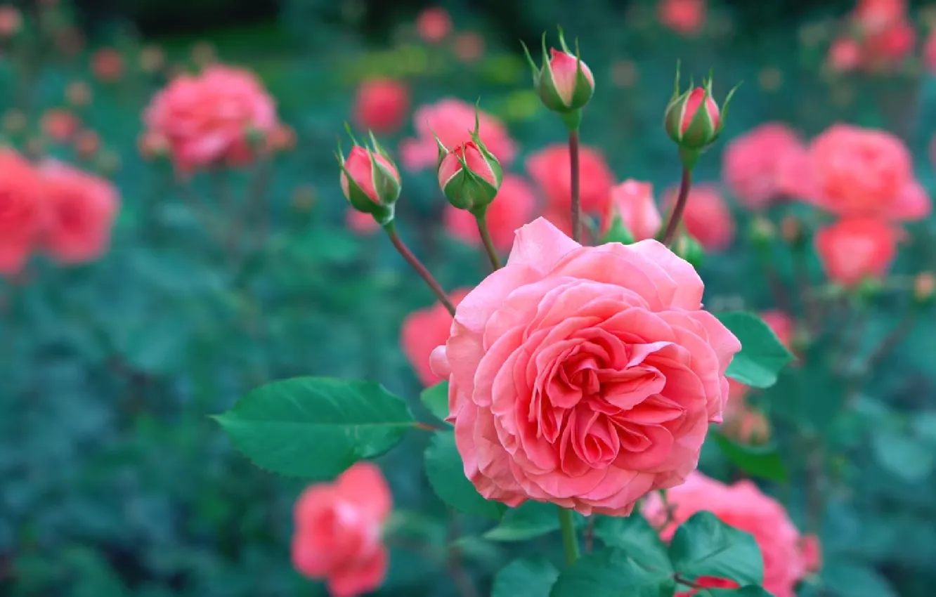 Фото обои куст, розы, розовые, бутоны