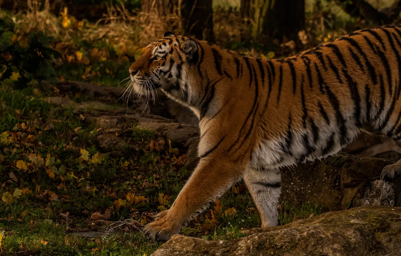 Фото обои осень, лес, тигр, дикая кошка
