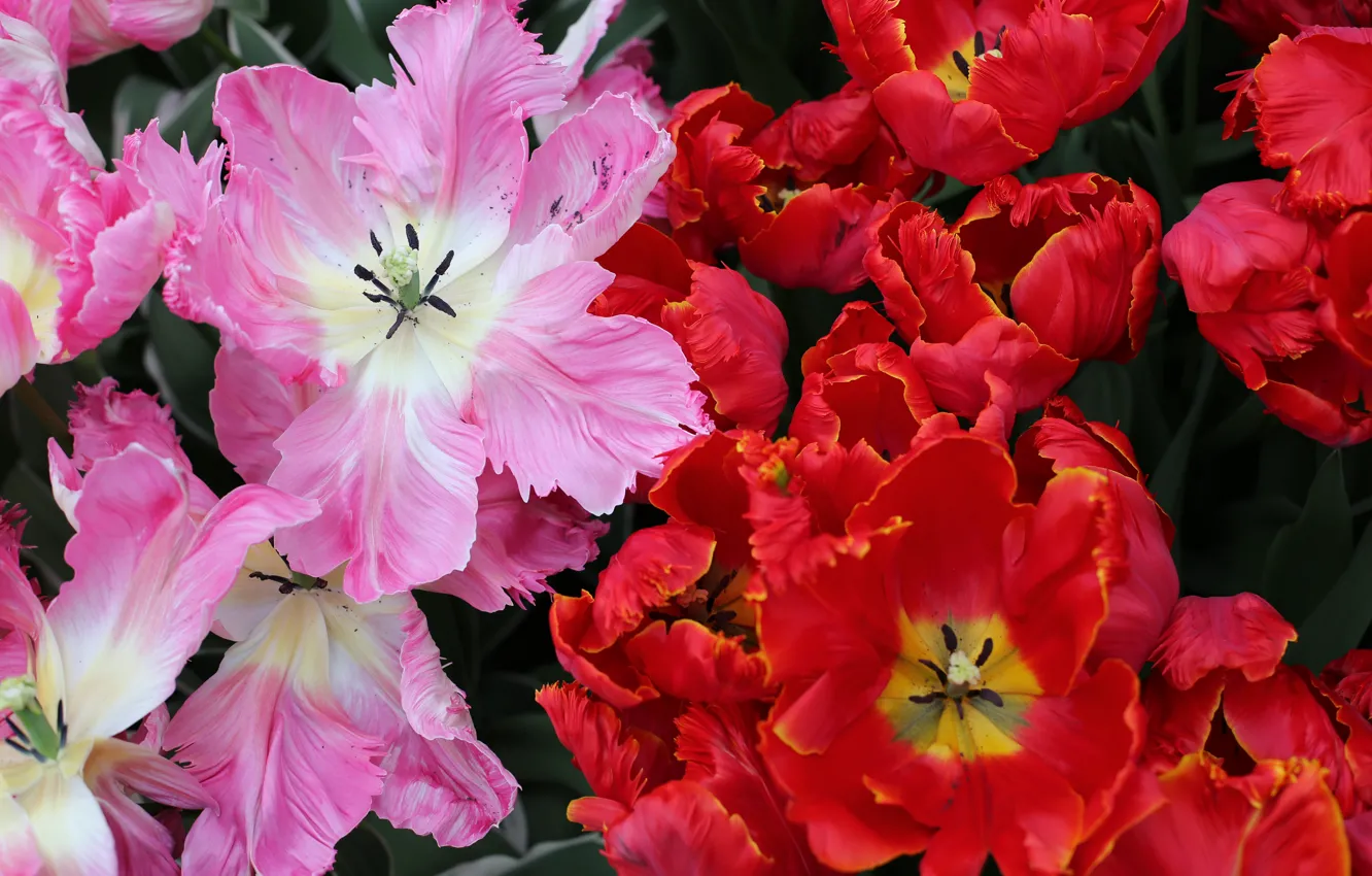Фото обои Цветы, Тюльпаны, Красные, Розовые