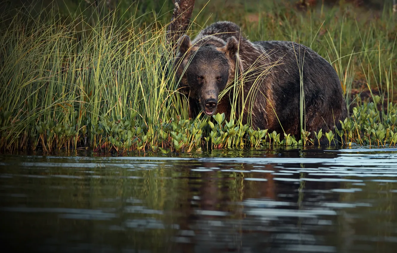 Фото обои трава, природа, животное, хищник, медведь, водоём, бурый, Александр Перов