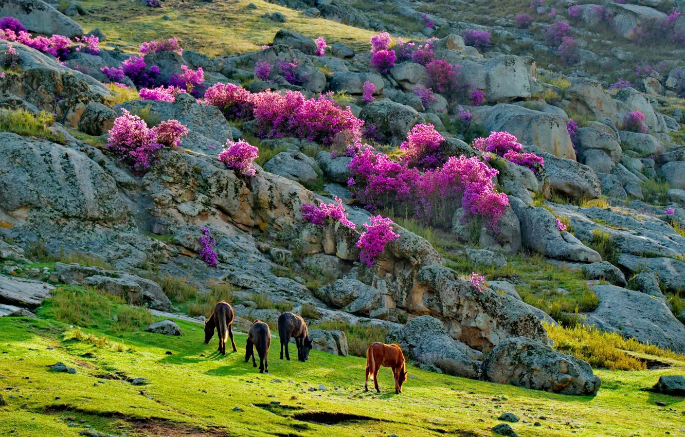 Фото обои животные, пейзаж, горы, природа, камни, кони, весна, пастбище