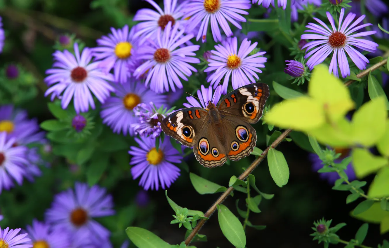 Фото обои Цветы, Бабочка, Листья, Лепестки, Астры, Стебли
