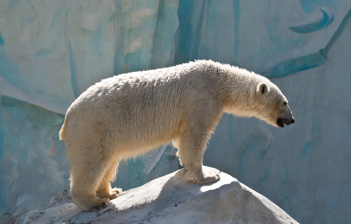 Фото обои камень, профиль, белый медведь, полярный