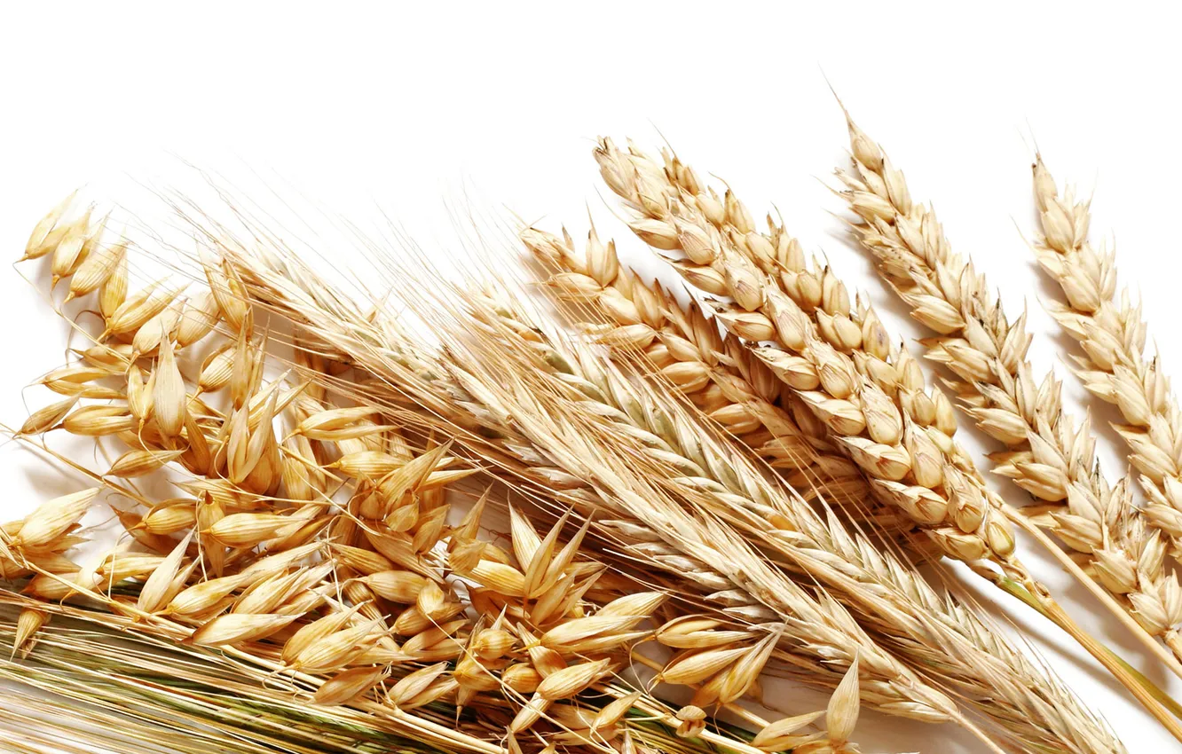 Фото обои поле, зерно, хлеб