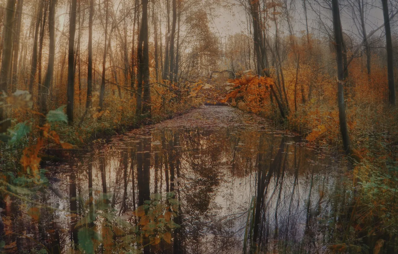 Фото обои осень, лес, листья, деревья, отражение, река, ручей, зеркало