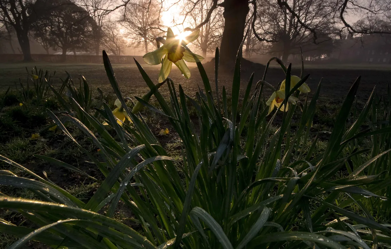 Фото обои цветы, Нарцисс, Rise of the daffodils