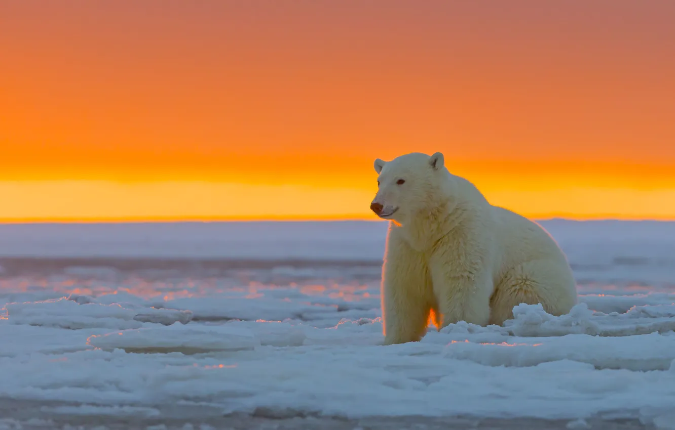 Фото обои закат, Аляска, Белый медведь, ледяная пустыня, Национальный Арктический заповедник