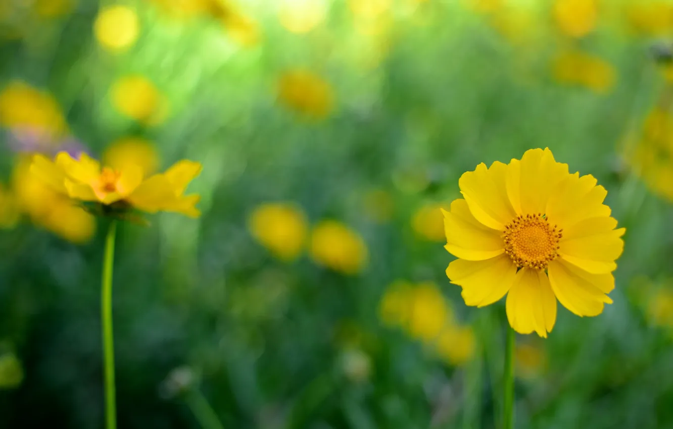 Фото обои цветы, фон, желтые, космея