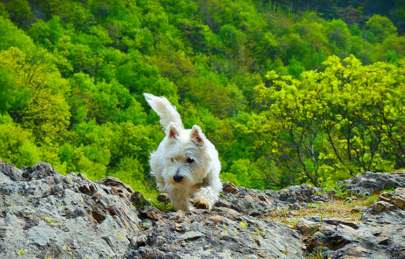 Фото обои Природа, Собачка, Nature, Dog, Вест-хайленд-уайт-терьер