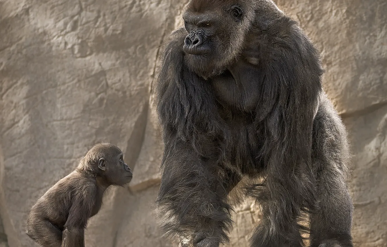 Фото обои горилла, обезьяны, детёныш, воспитание, папаша