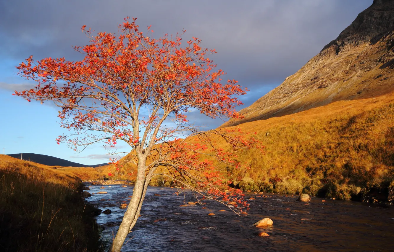 Фото обои осень, горы, река, камни, дерево