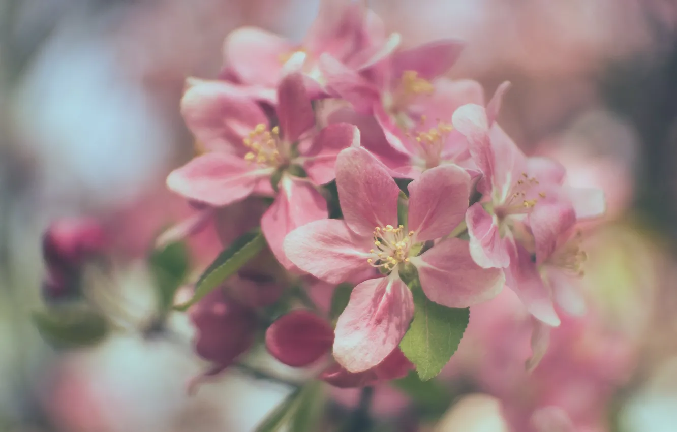 Фото обои макро, ветка, весна, яблоня, цветение, цветки, боке