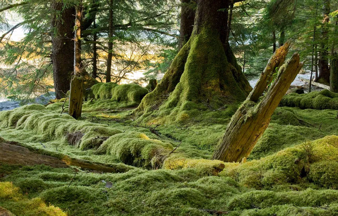 Фото обои лес, деревья, мох, Канада, Хайда-Гуай