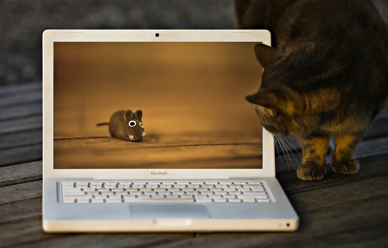 Фото обои кошка, кот, игрушка, мышка, macbook