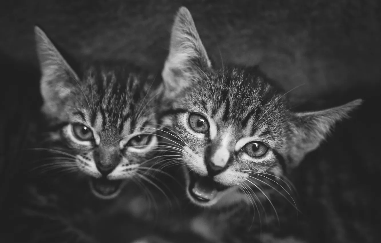 Фото обои взгляд, кошки, поза, котенок, котята, монохром, черно-белое фото, два котенка