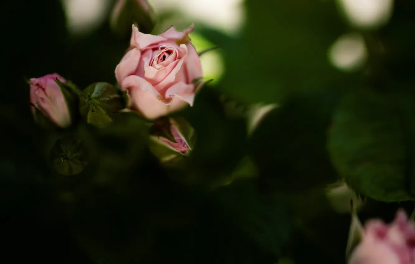 Фото обои ветки, куст, розы, розовые, бутоны