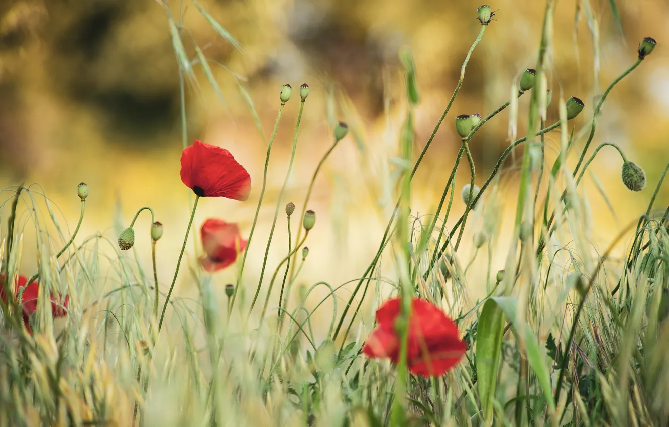 Фото обои трава, цветы, мак, маки, красные