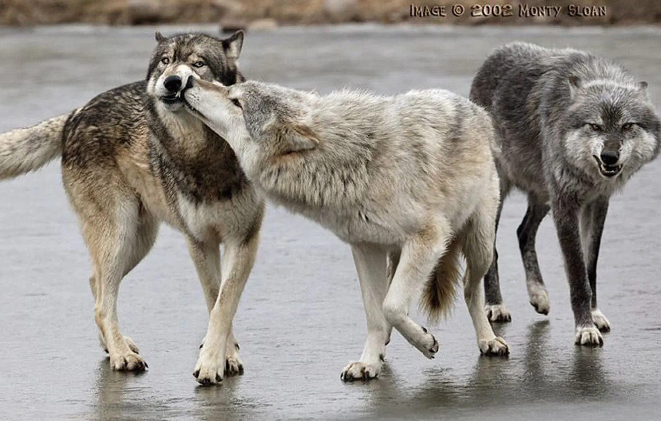 Фото обои nature, face, animal, wolf, wildlife, head, fur, mammal
