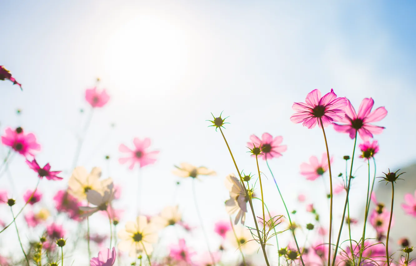 Фото обои поле, лето, небо, солнце, цветы, colorful, луг, summer