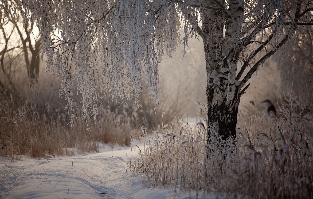 Фото обои зима, снег, природа, береза