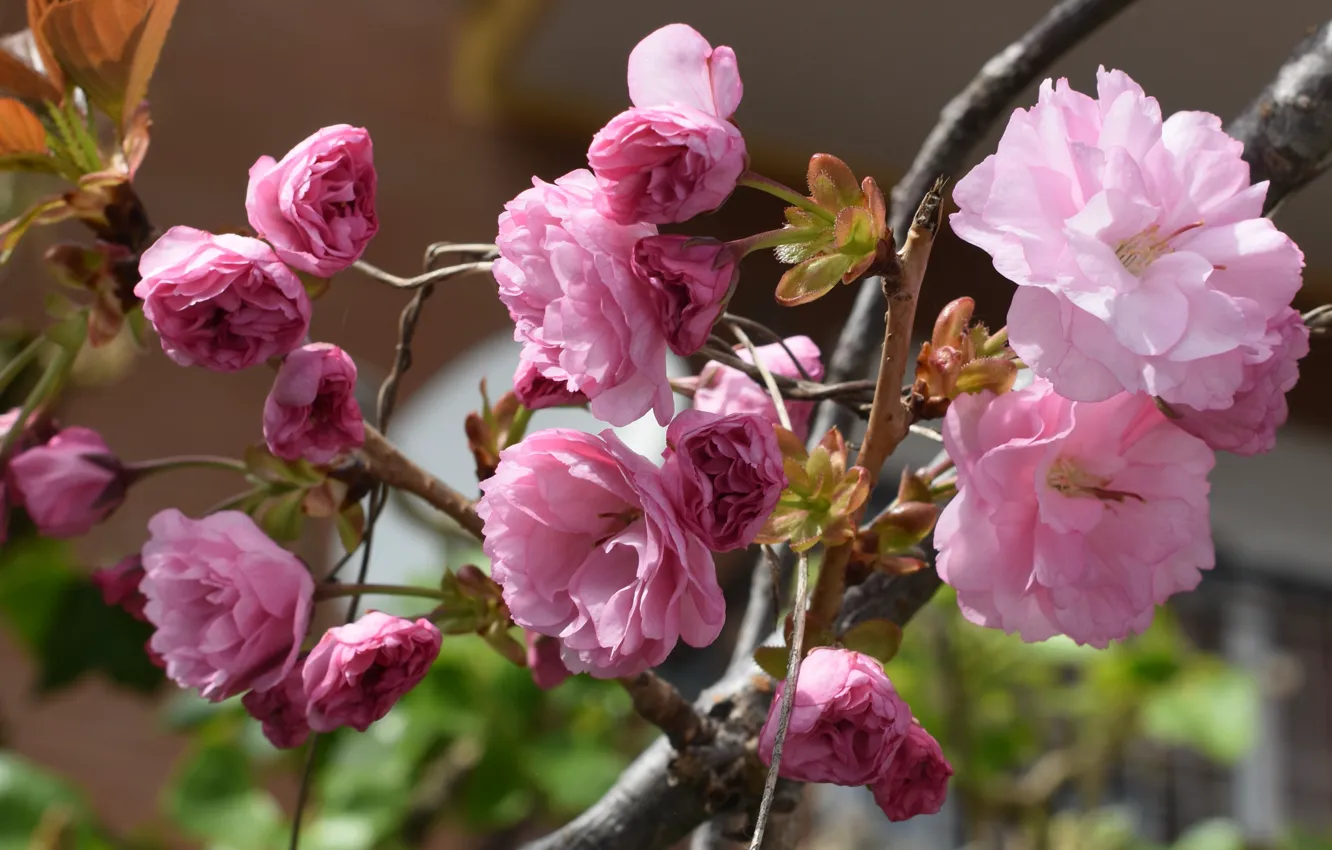 Фото обои макро, цветы, ветки, весна, сакура, розовые, цветение, миндаль