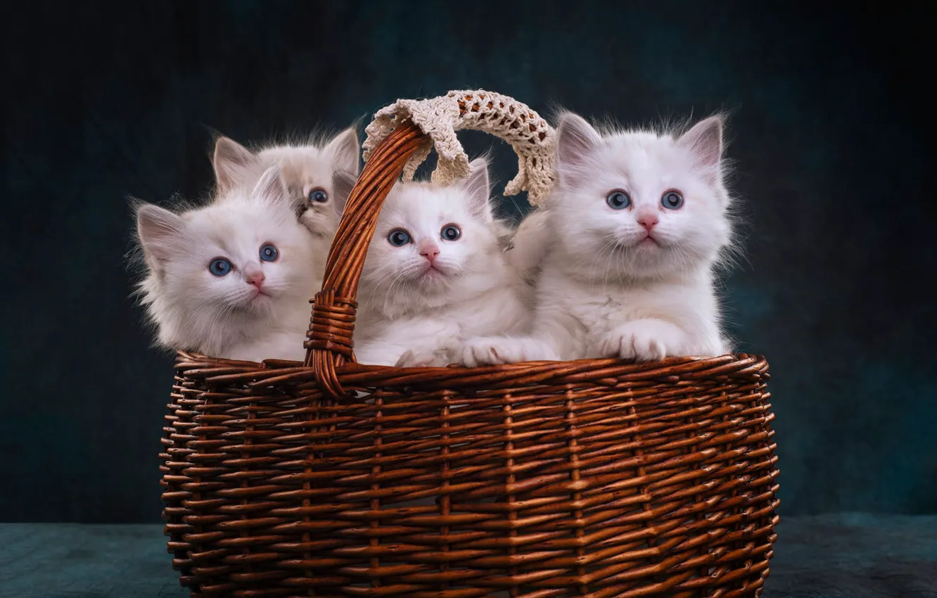 Фото обои взгляд, темный фон, котенок, корзина, котята, белые, котёнок, корзинка