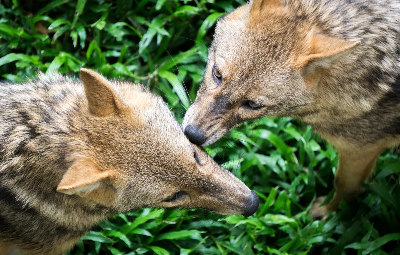 Фото обои green, grass, nature, grey, park, wolves, safari, malaysia