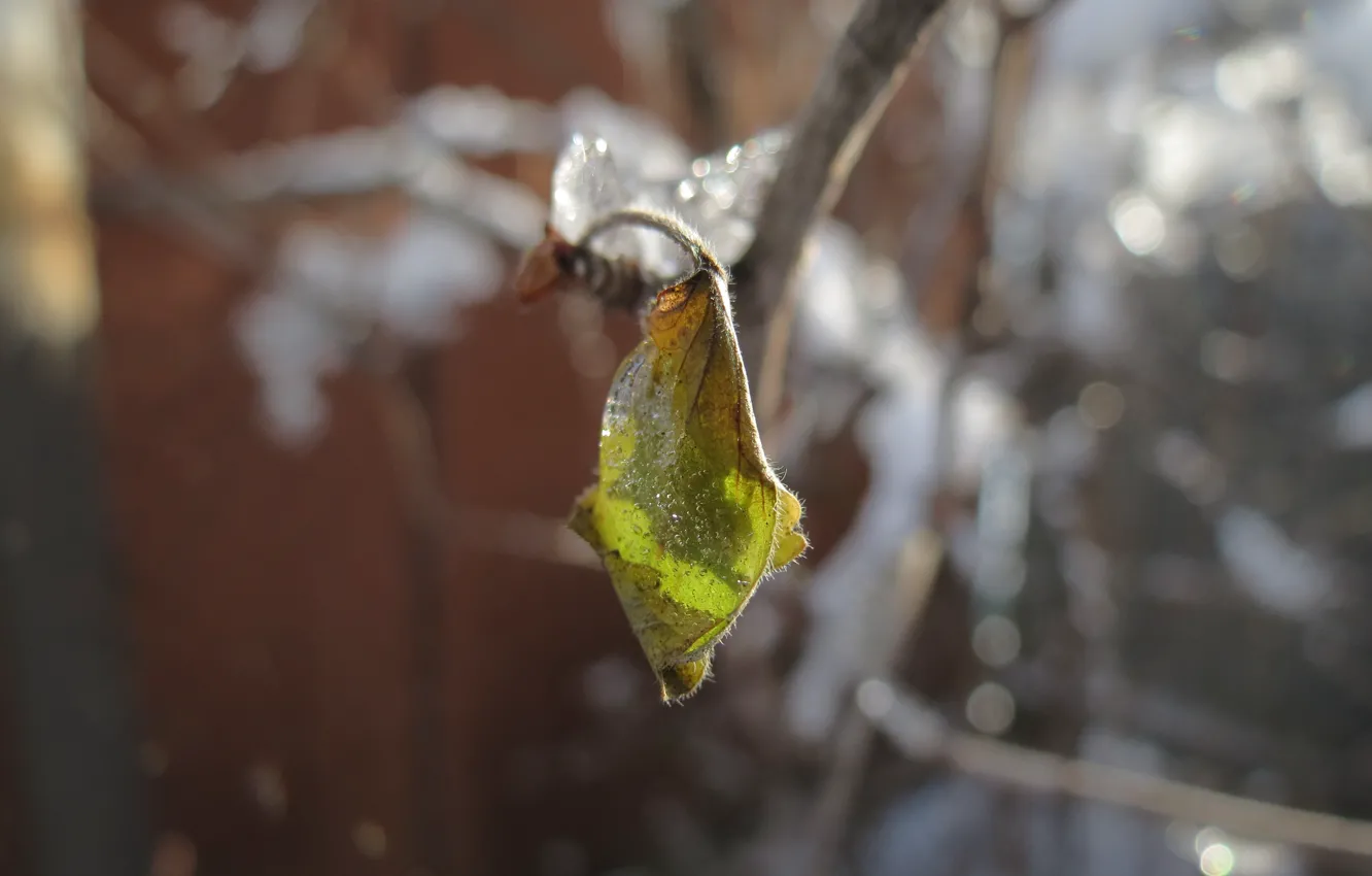Фото обои лед, зима, листья, снег