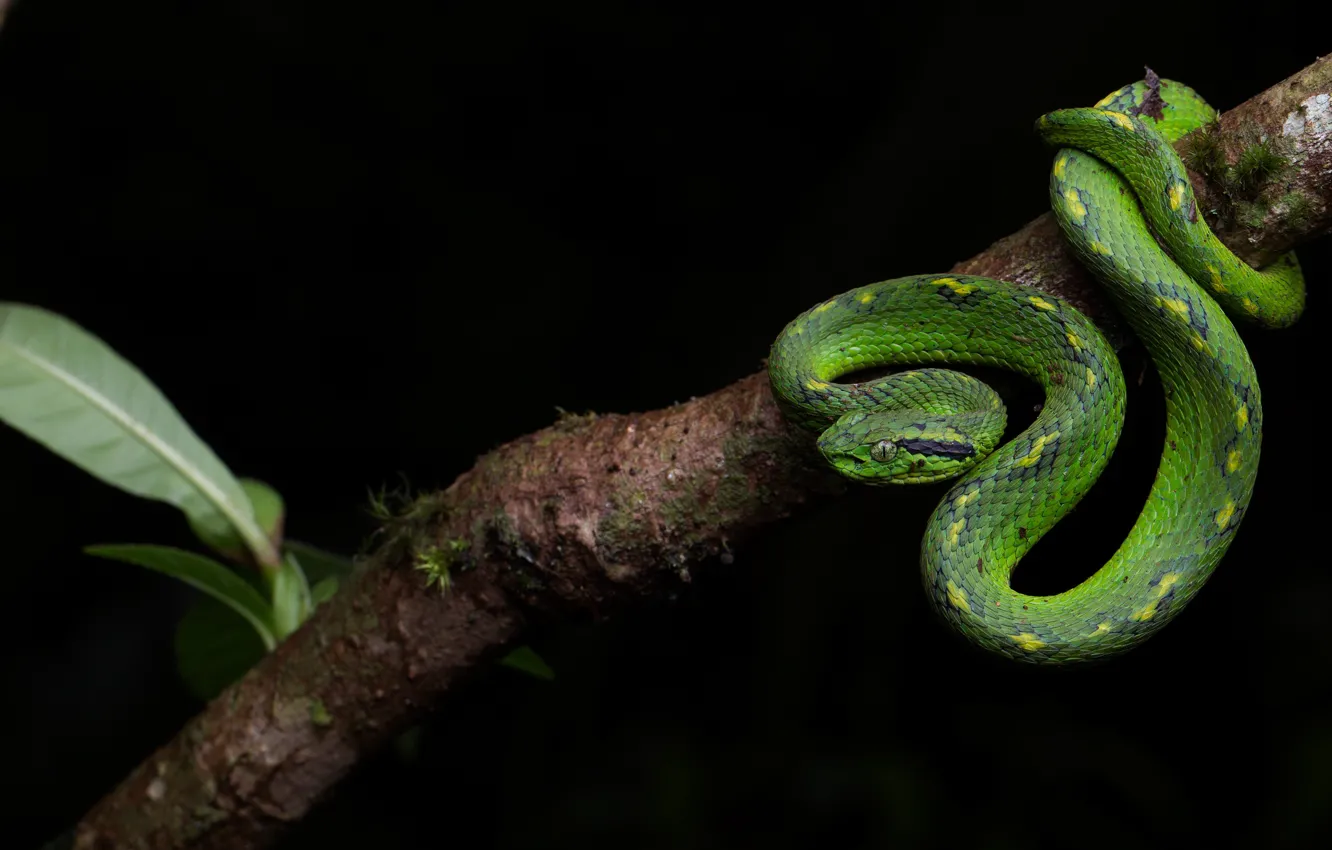 Фото обои взгляд, поза, змея, ветка, черный фон, зеленая, рептилия
