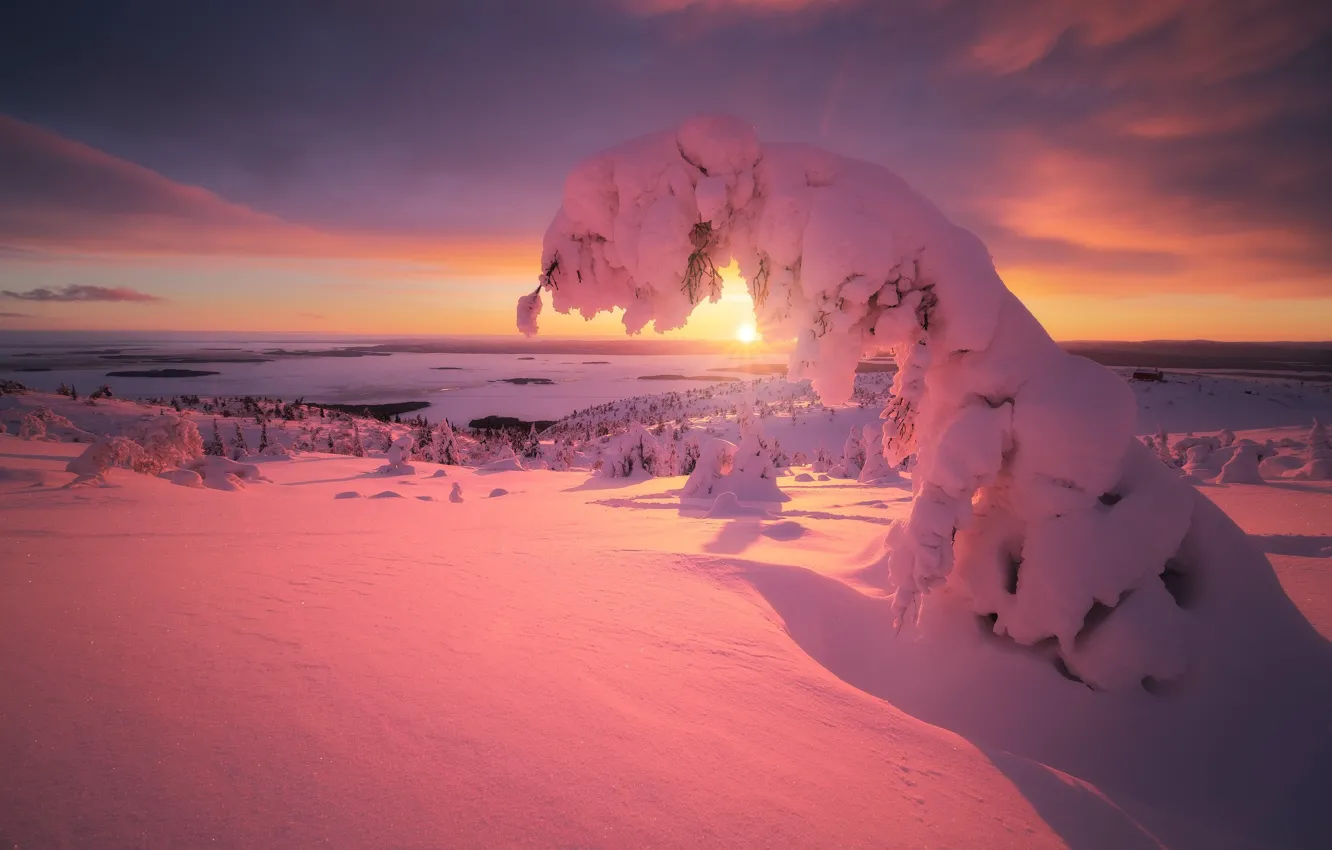 Фото обои зима, солнце, лучи, снег, деревья, пейзаж, закат, природа