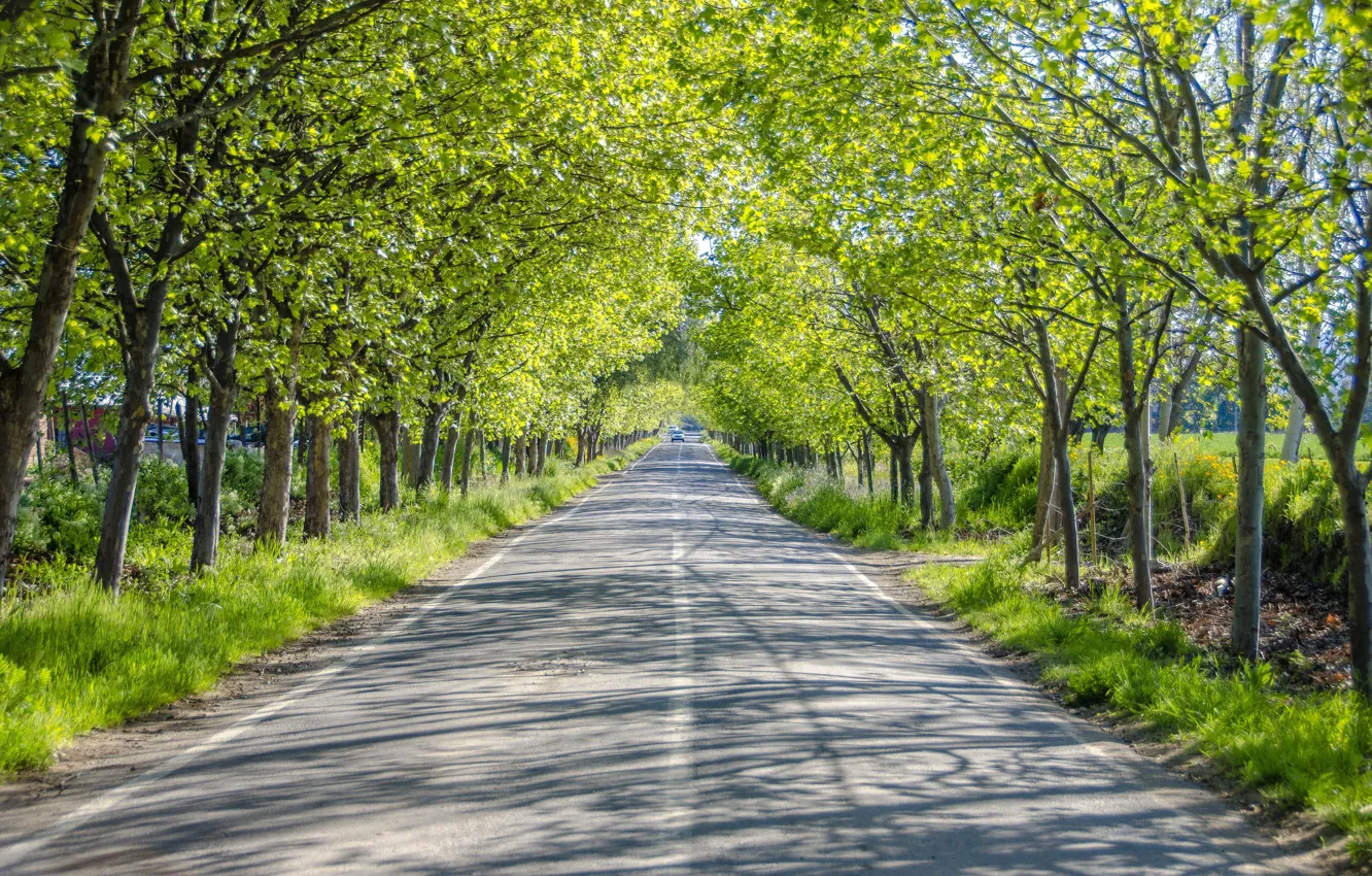 Фото обои дорога, зелень, лето, деревья, машины, аллея