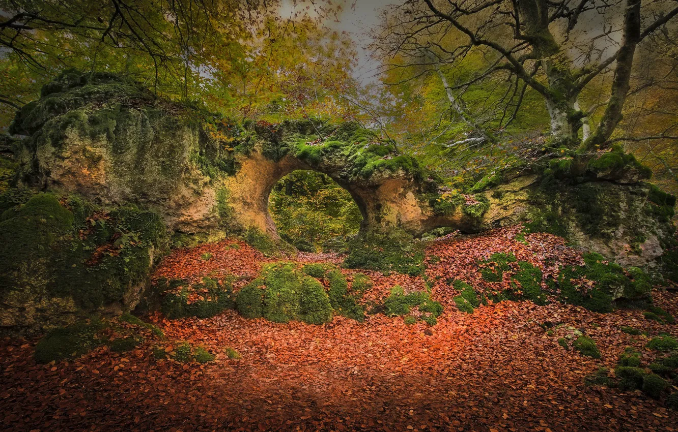 Фото обои осень, лес, листва, Испания, Spain, Страна Басков, Basque Country