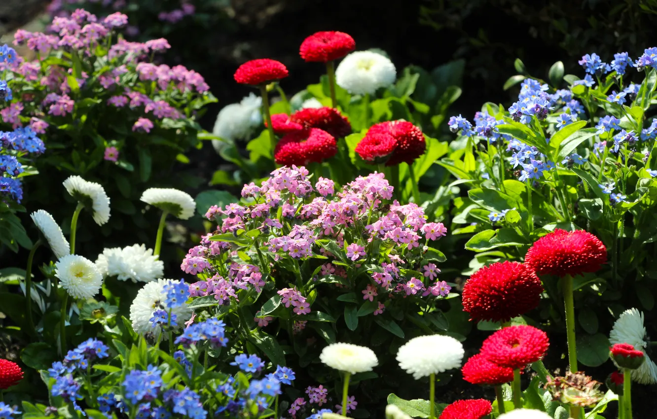 Фото обои garden, spring, colorfull, blooming