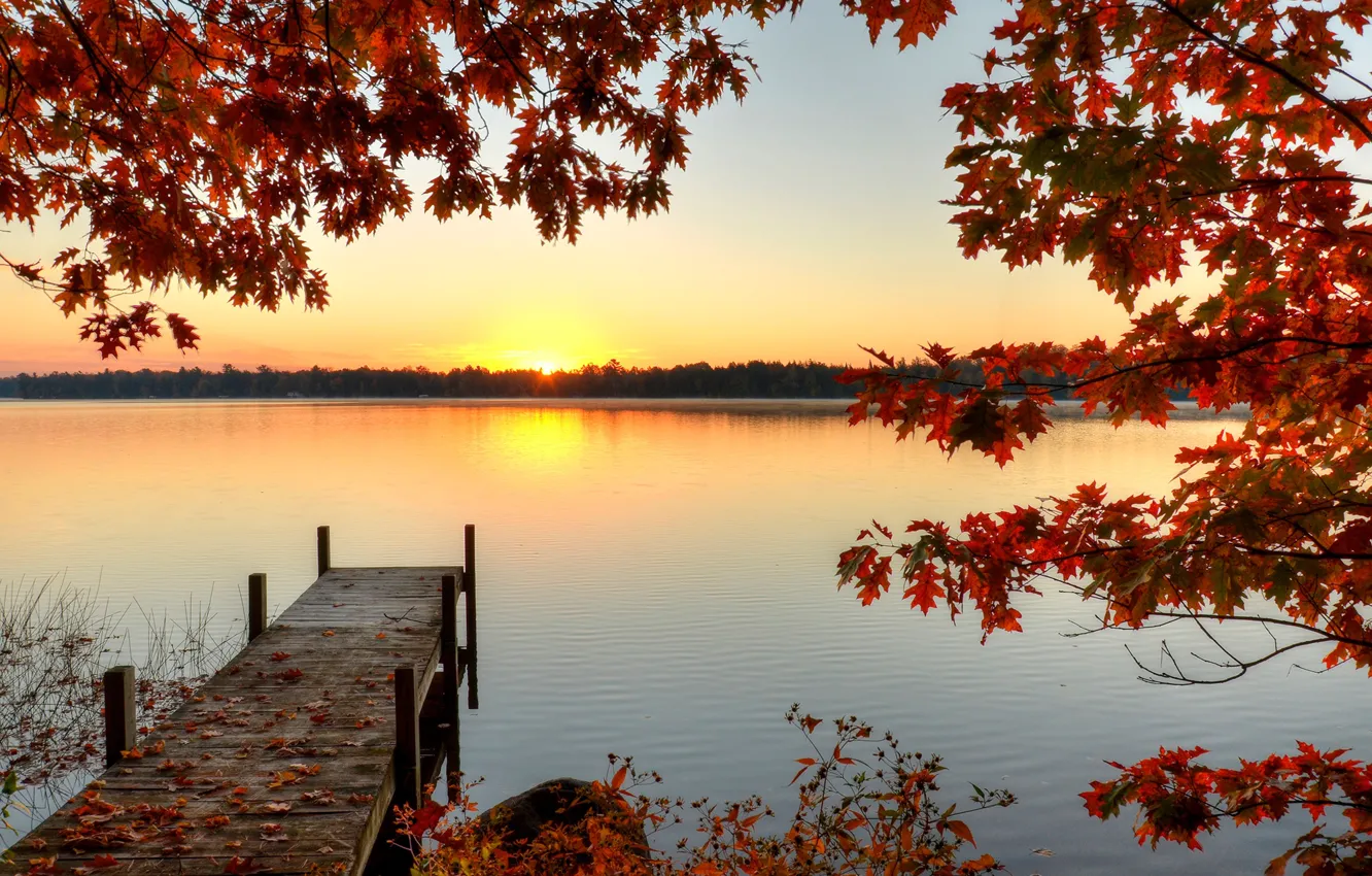 Фото обои осень, лес, листья, солнце, деревья, ветки, река, рассвет