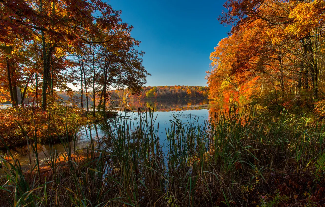 Фото обои осень, деревья, озеро, США, краски осени, Ice Lakes Colorado