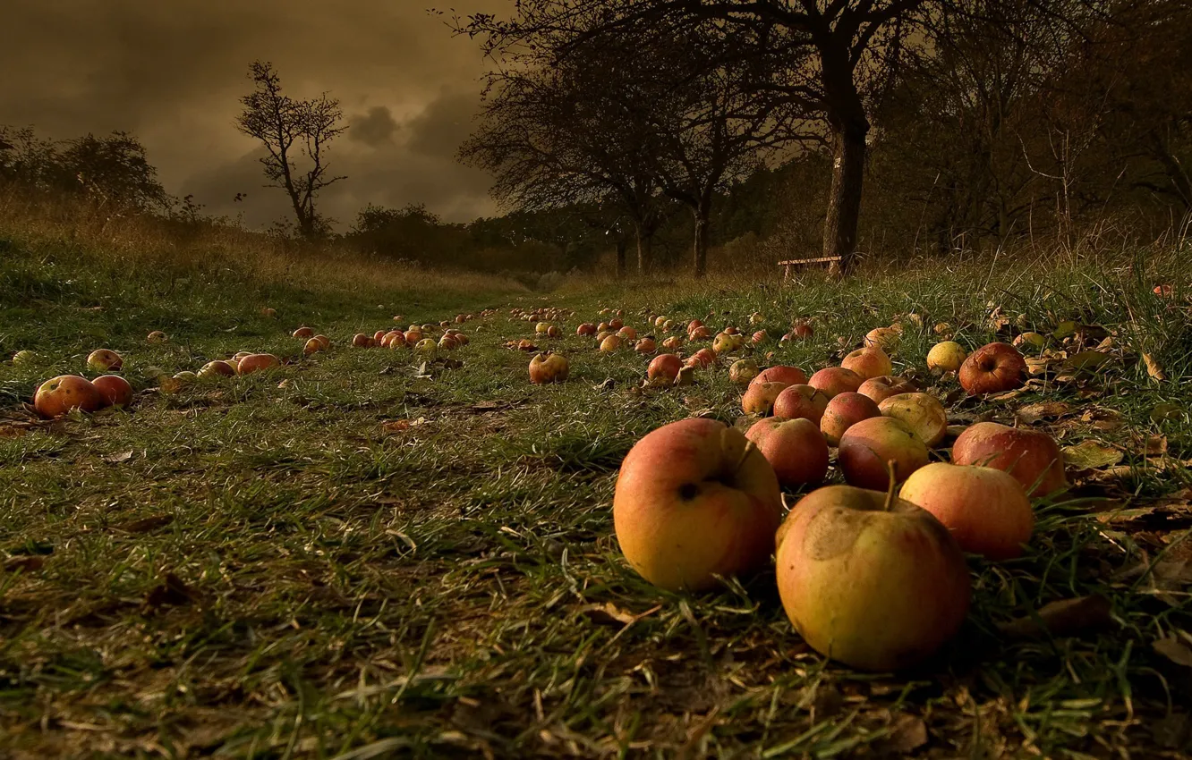 Фото обои осень, яблоки, сад, опавшие, после бури