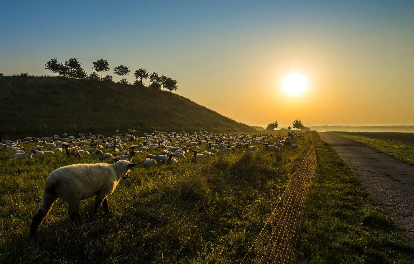 Фото обои дорога, закат, овцы, стадо