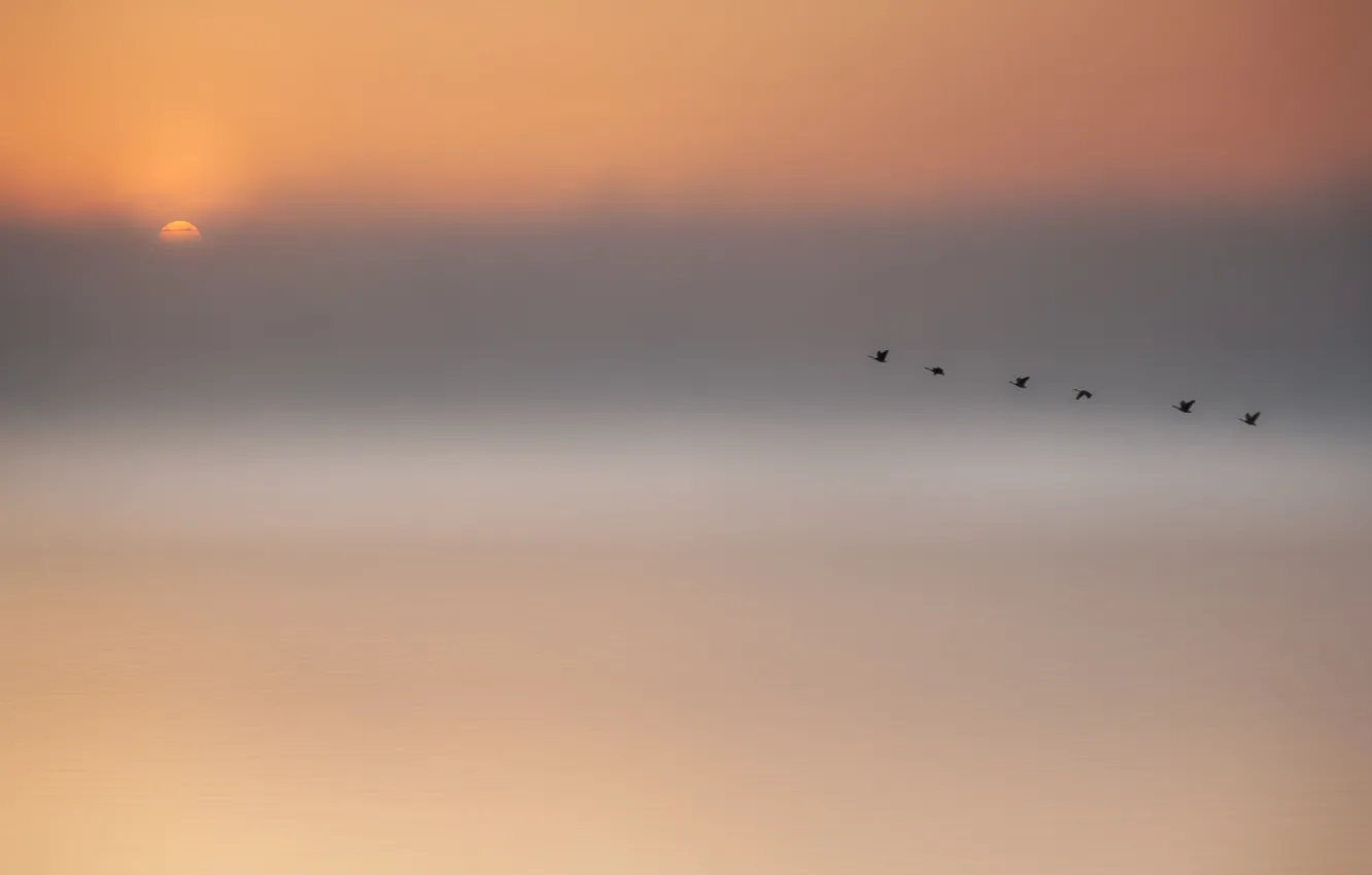 Фото обои вода, птицы, Солнце, water, birds, sun, Roswitha Schleicher-Schwarz