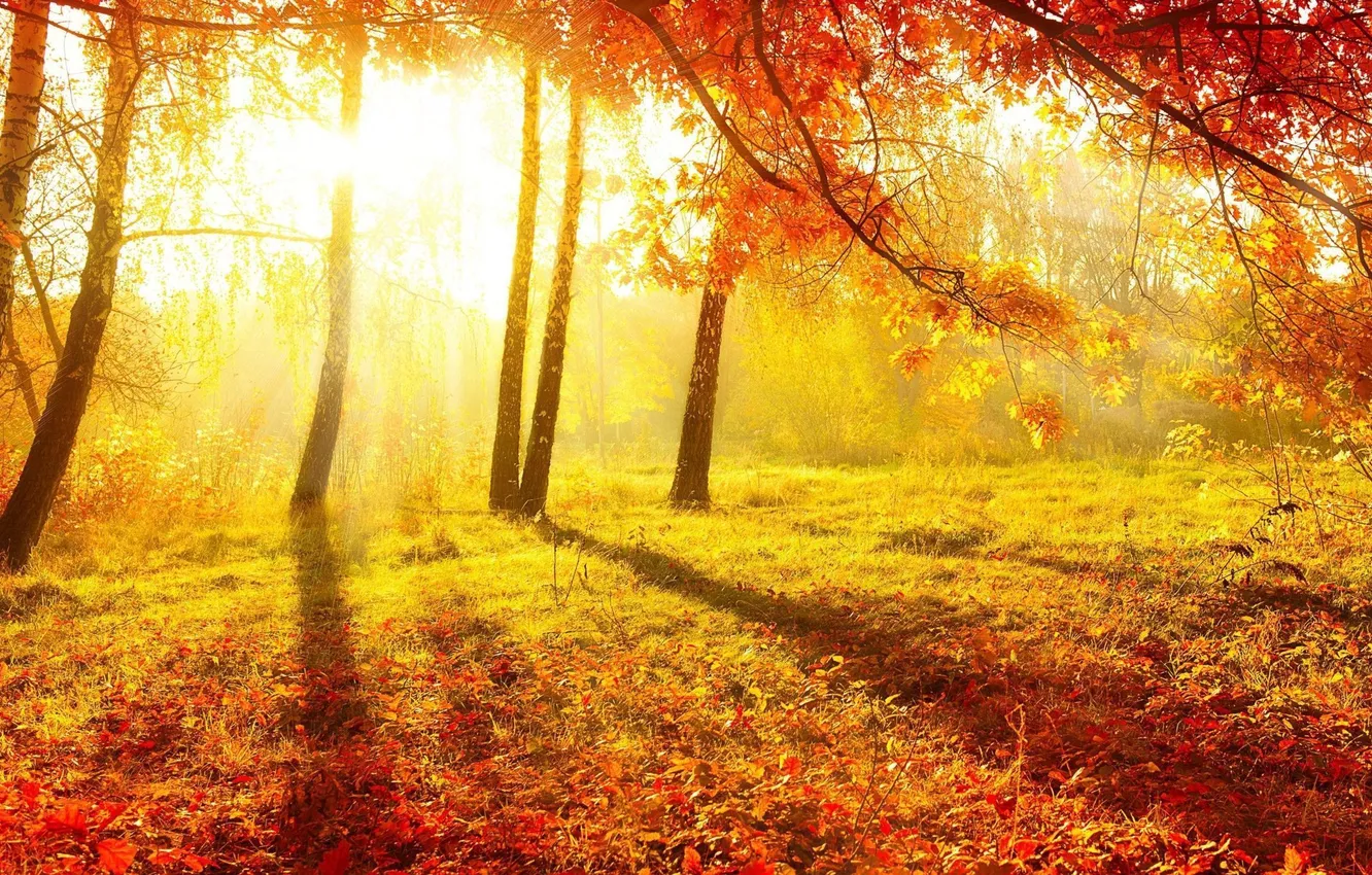 Фото обои осень, лес, свет, природа