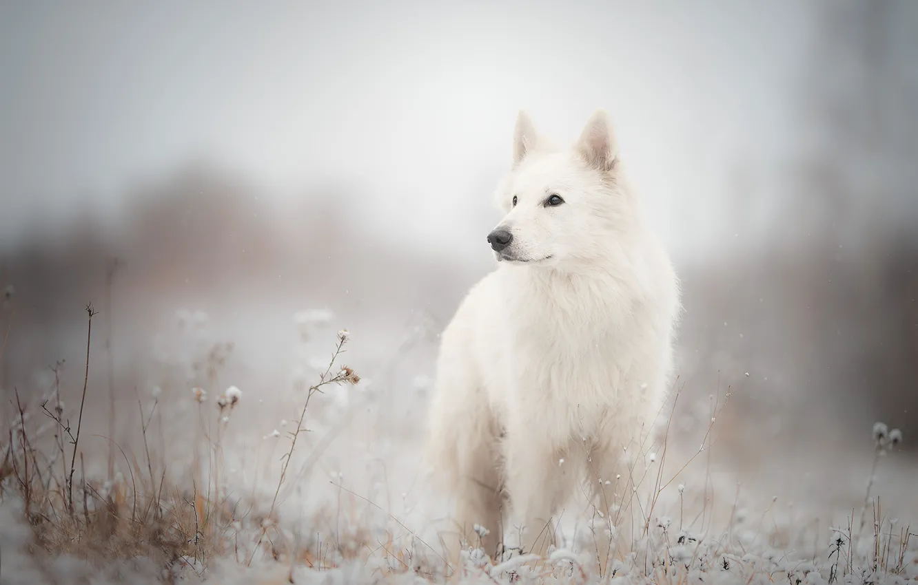 Фото обои трава, снег, собака, Белая швейцарская овчарка