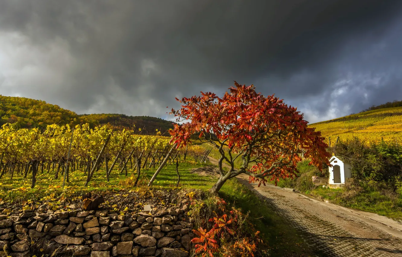 Фото обои дорога, осень, виноградник