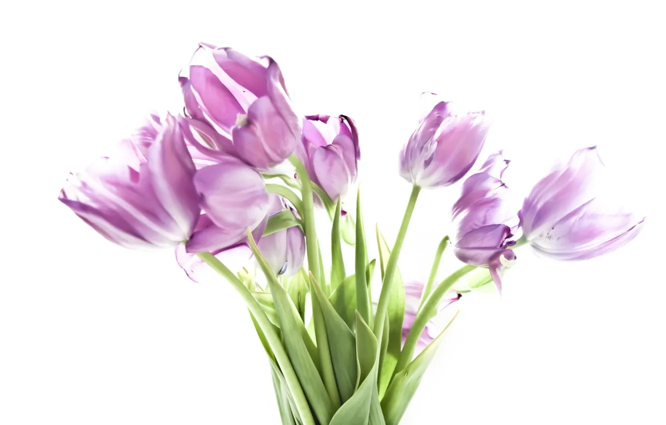 Фото обои цветы, тюльпаны, flowers, tulip